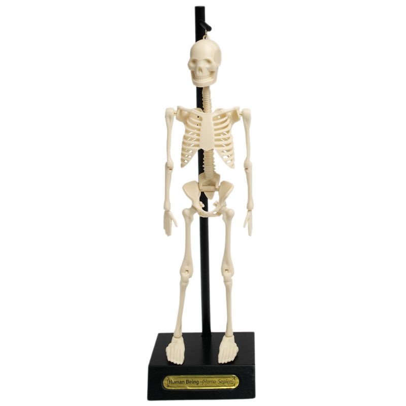 Anatomical Skeleton Educational Model