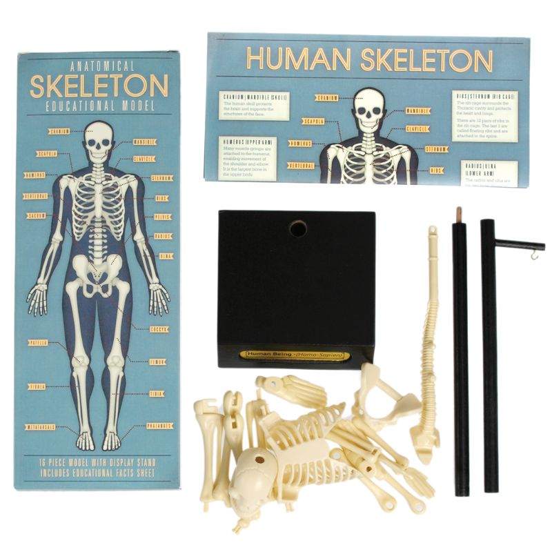 Anatomical Skeleton Educational Model