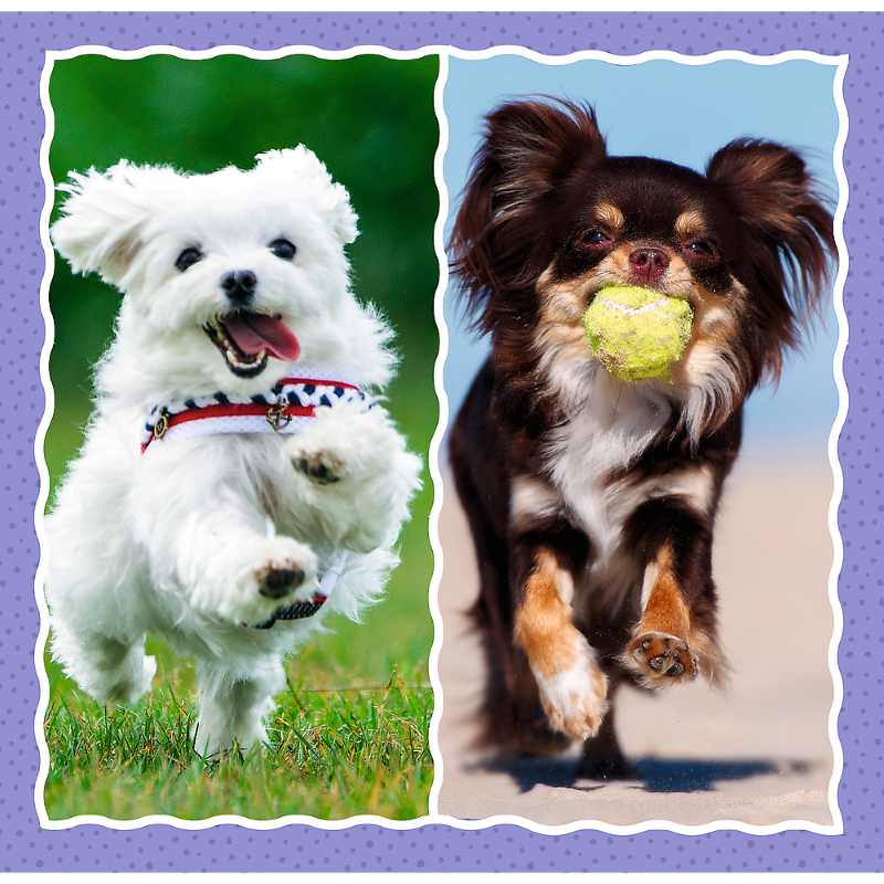 Trefl 3in1 puzzle - Lovely Dogs