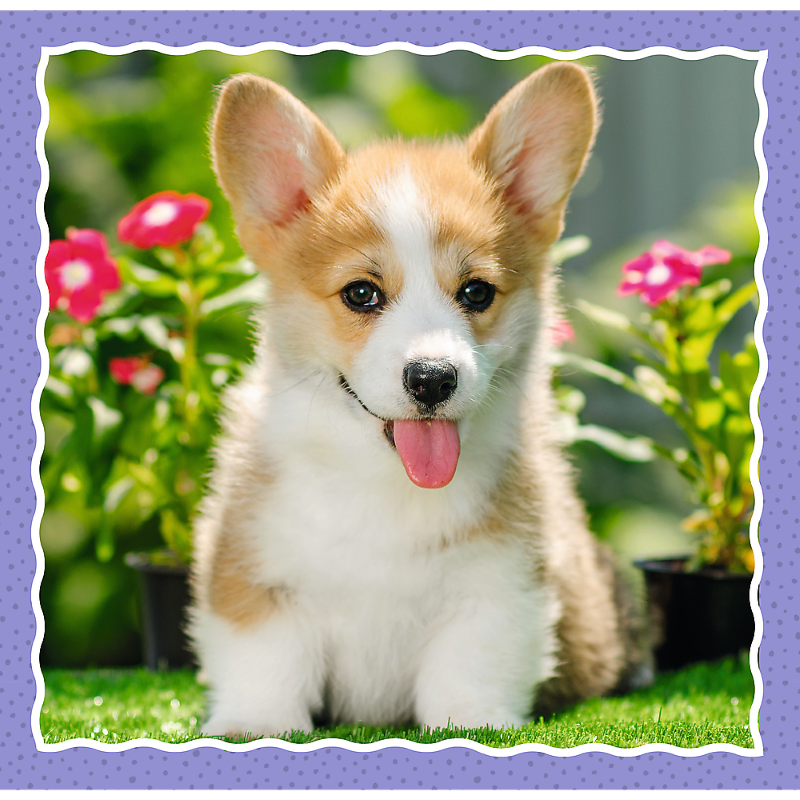 Trefl 3in1 puzzle - Lovely Dogs