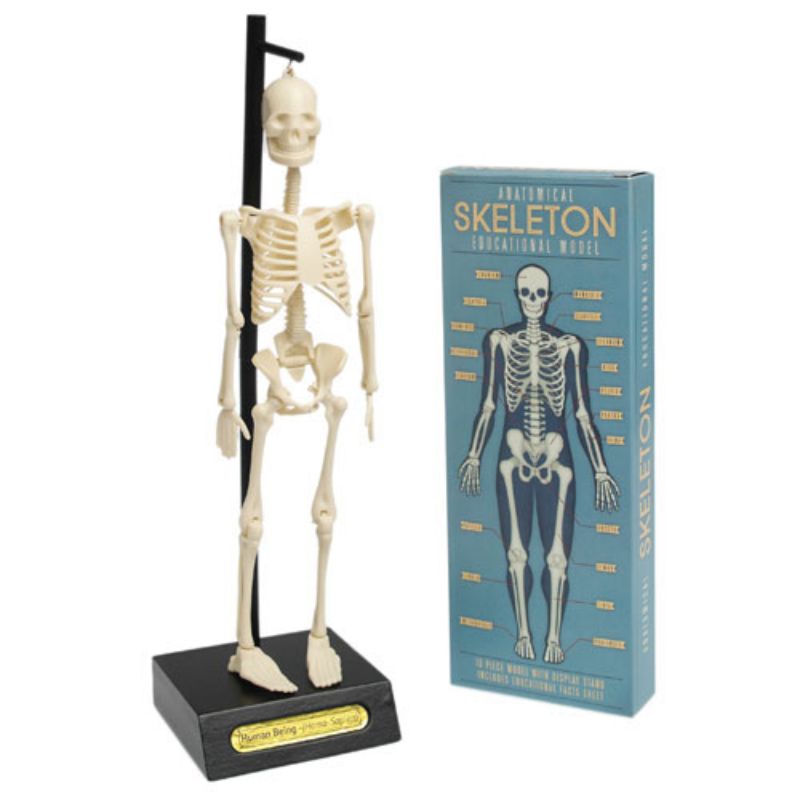 Anatomical Skeleton Educational Model